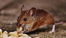 24 Hour & Emergency Exterminators in Strunk, KY